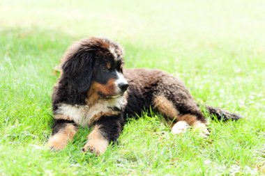  Bernese dağ köpeği