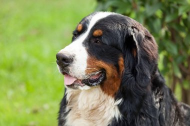  Bernese dağ