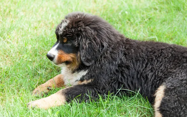 Cane di montagna bernese — Foto Stock