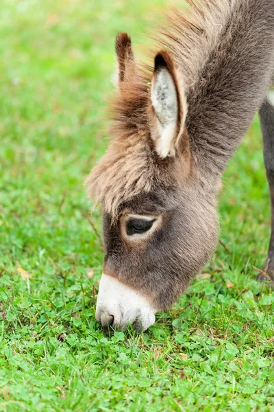 Pequeno burro — Fotografia de Stock