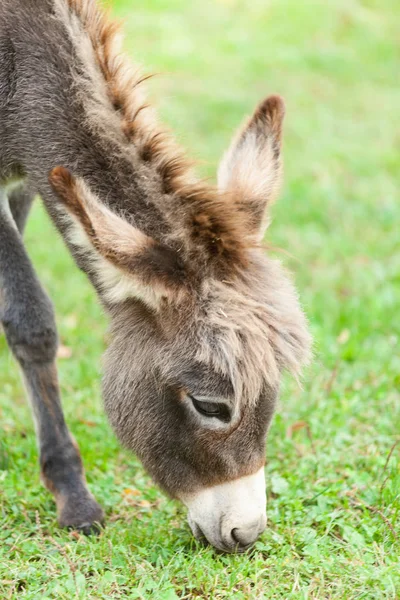 Pequeno burro — Fotografia de Stock