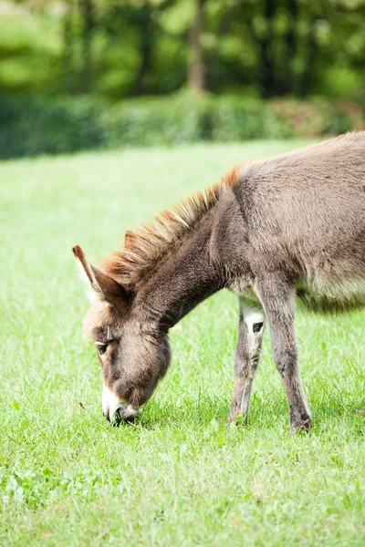 Pequeno burro — Fotografia de Stock