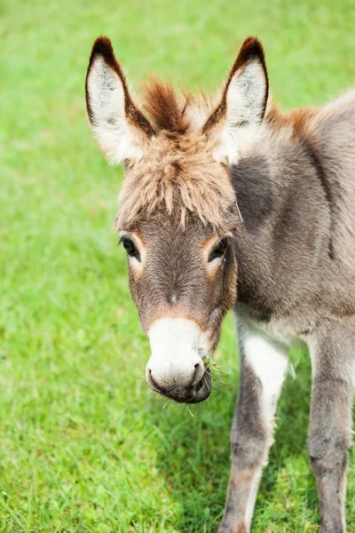 Pequeno burro — Fotografia de Stock