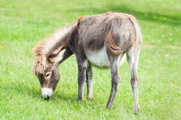 Pequeno burro — Fotografia de Stock