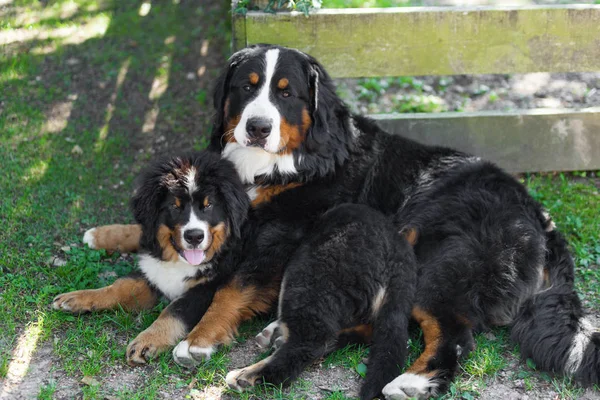 Dois cães de montanha Bernese — Fotografia de Stock