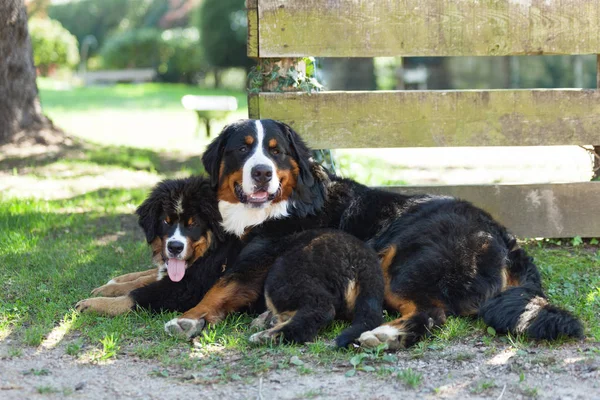 Two Bernese mountain dogs — Stock Photo, Image