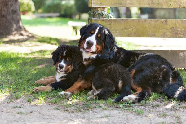 Zwei bernische Sennenhunde — Stockfoto