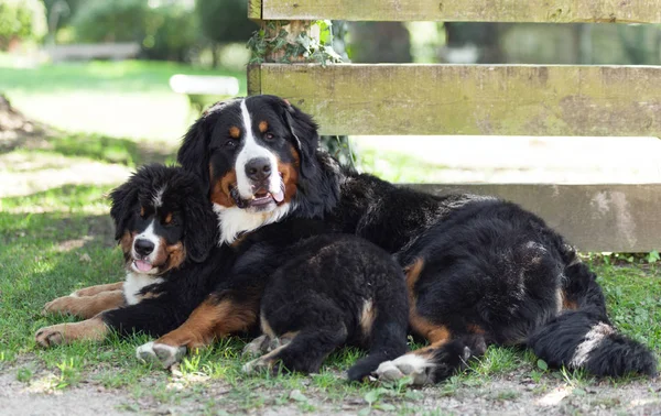 Zwei bernische Sennenhunde — Stockfoto