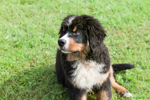 Bernese mountain dog — Stock Photo, Image