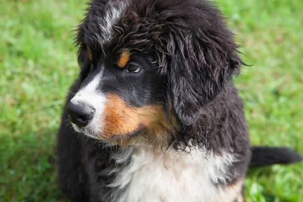 Berner Sennenhund — Stockfoto