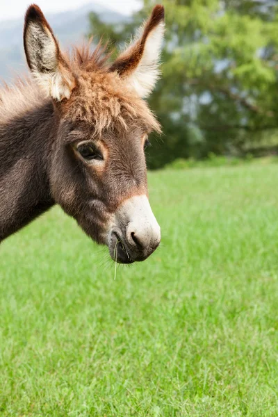 Pequeno burro — Fotografia de Stock