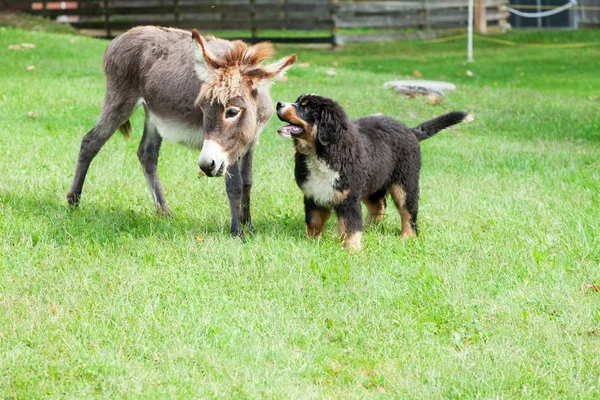 2 つの農場の動物 — ストック写真