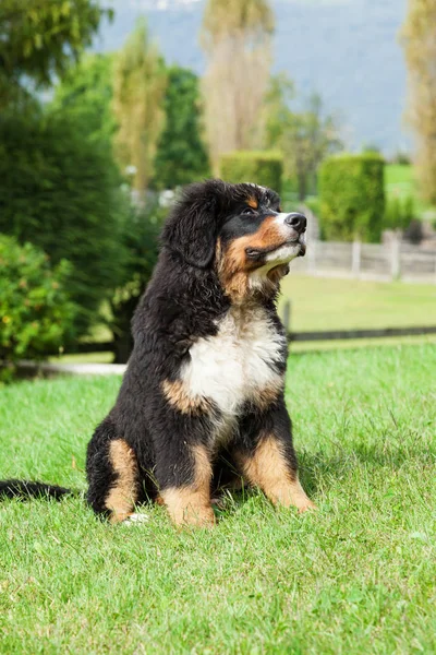 Portrait d'un chien de montagne bernois, extérieur — Photo