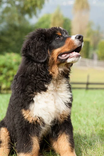 Bernese dağ — Stok fotoğraf