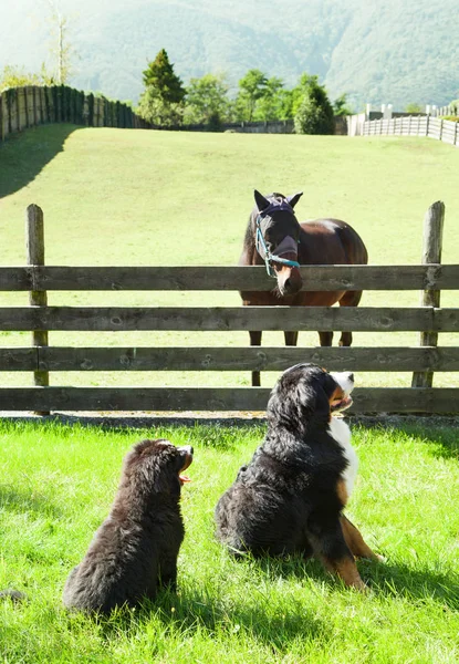 Retrato de dos perros en una granja — Foto de Stock