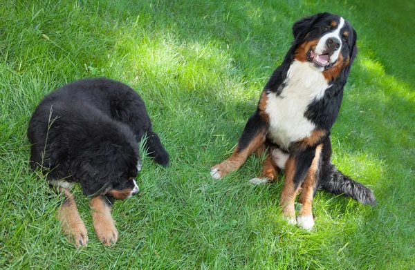 Two Bernese mountain dogs — Stock Photo, Image