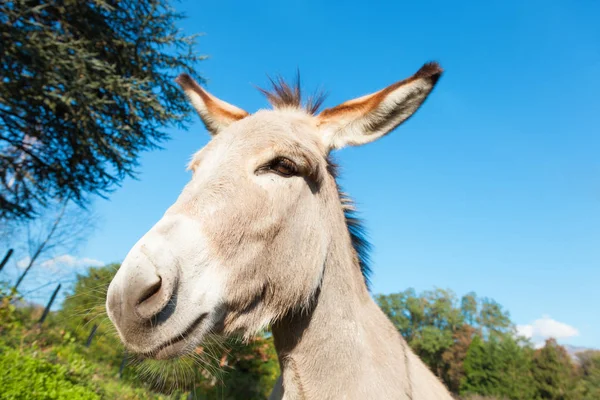 Burro dulce —  Fotos de Stock