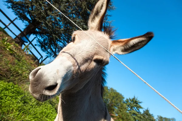 Sweet donkey — Stockfoto