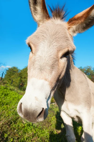 Burro doce — Fotografia de Stock