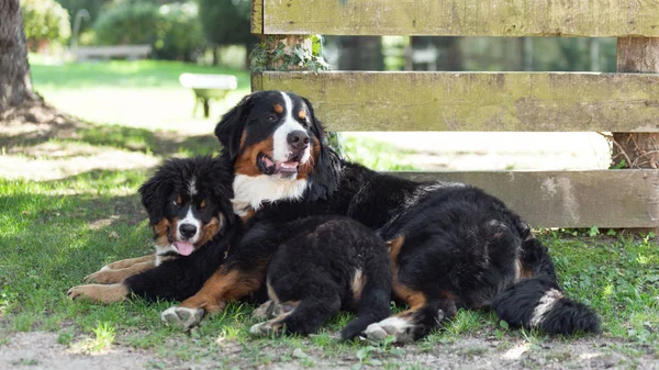 Two Bernese mountain dogs Royalty Free Stock Images