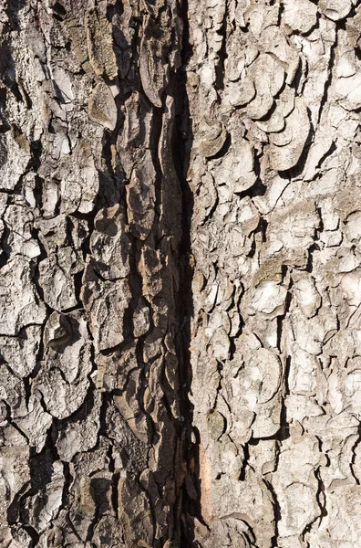 나무의 껍질 — 스톡 사진