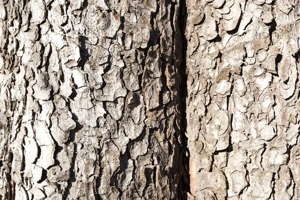 Corteccia di un albero — Foto Stock