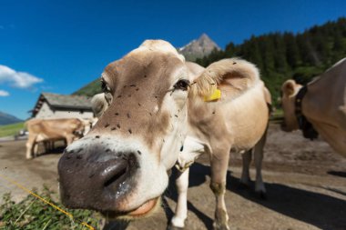 Ücretsiz inekler otlatma alpine meadows
