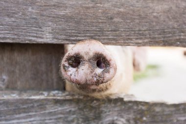 istikrarlı pembe domuzlar