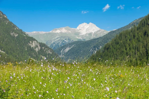 Alpine Landschaft mit Wiesen und Bergen — Stockfoto