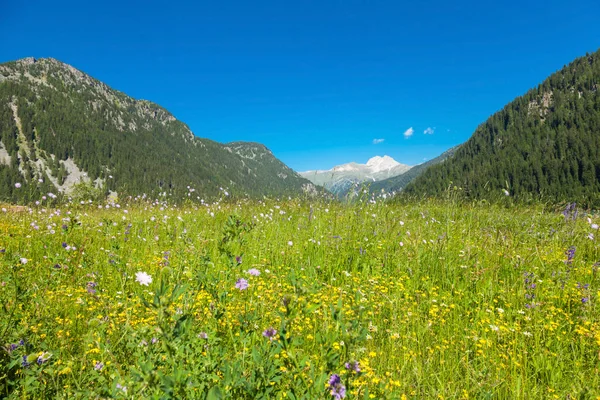 Paisaje alpino con prado y montaña — Foto de Stock