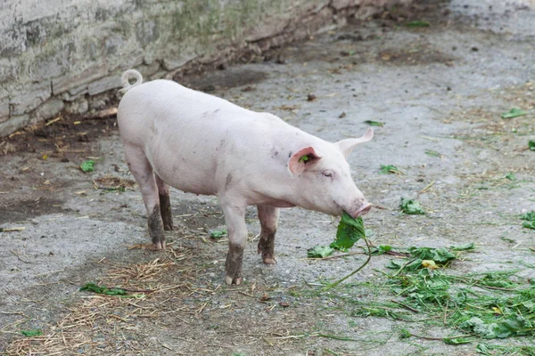 One pig eating a green leaf — Stock Photo, Image