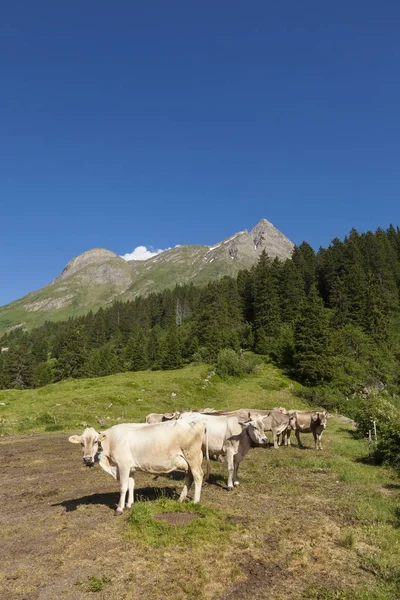 Frei weidende Kühe, Zucht — Stockfoto