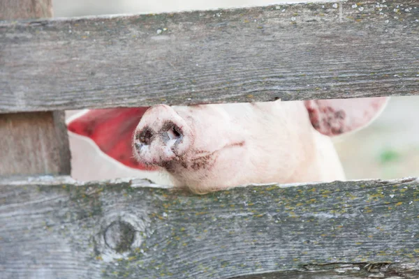 Pink pigs in the stable — Stock Photo, Image