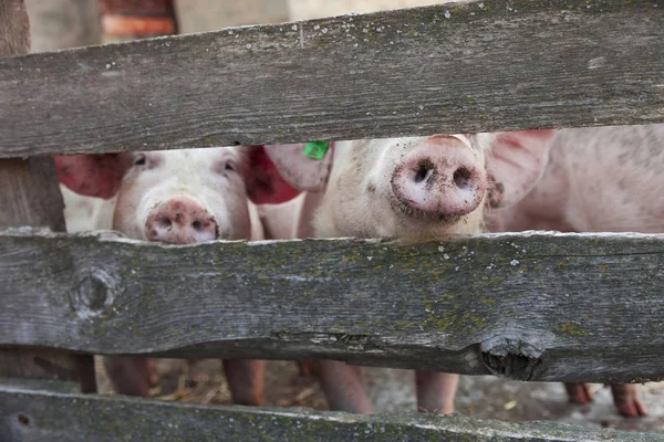 Pink pigs in the stable — Stock Photo, Image