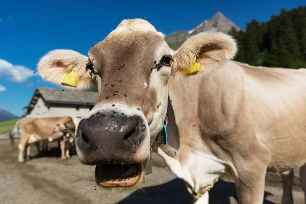 Ücretsiz inekler otlatma alpine meadows