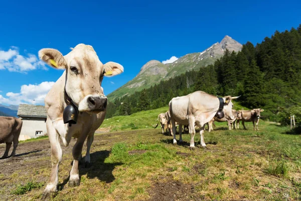 Kühe grasen auf den Almwiesen — Stockfoto