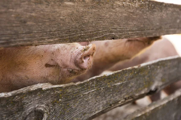 Рожеві свині в стайні — стокове фото