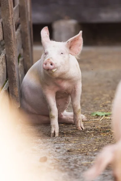 Рожеві свині в стайні — стокове фото
