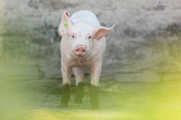 Pink pig in the stable — Stock Photo, Image