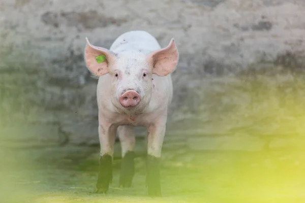 Рожева свиня в стайні — стокове фото