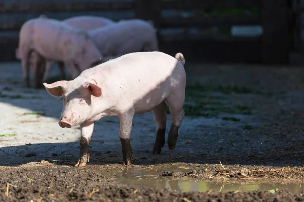 Pink pigs in the stable — Stock Photo, Image