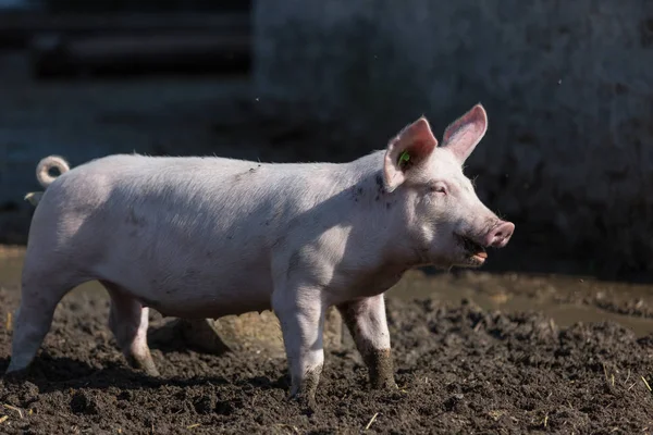 Pink pig in the stable — Stock Photo, Image