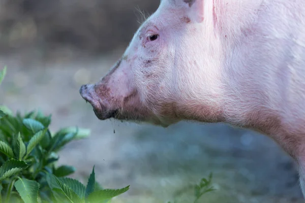 Рожева свиня в стайні — стокове фото