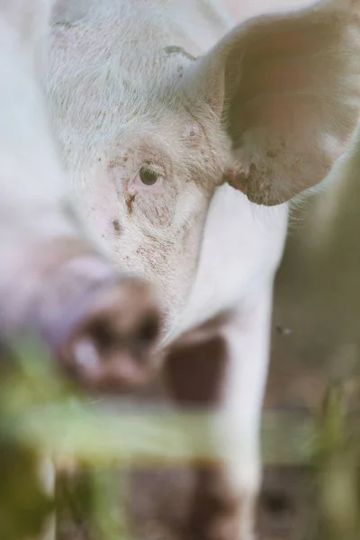 Свиня в природі, деталь з розмиттям — стокове фото