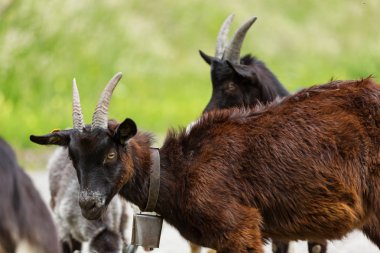 Keçi, ücretsiz Çayır Mera