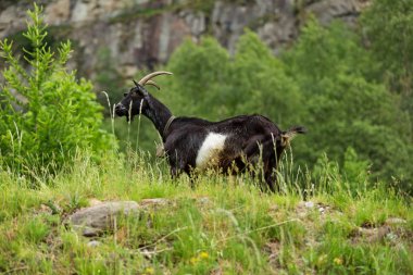 Keçi, ücretsiz Çayır Mera