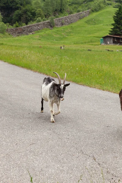 Goats pasture, free in the meadow — Stock Photo, Image