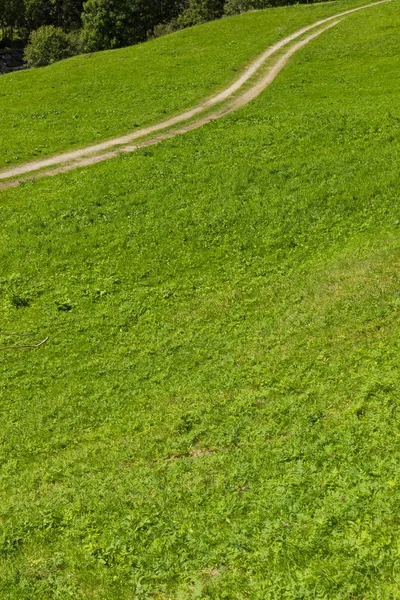 Green summer pasture with carrareccia road — Stock Photo, Image