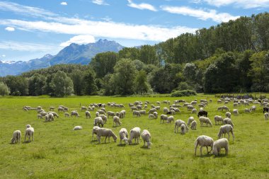 yeşil çayırlar Swiss otlatma koyun sürüsü