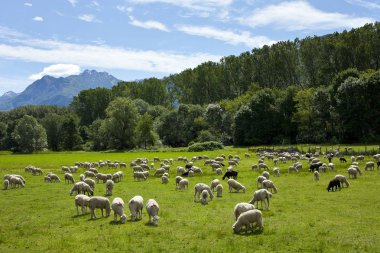 yeşil çayırlar Swiss otlatma koyun sürüsü